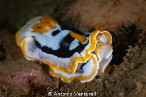 Goniobranchus quadricolor_January 2025
(CanonEF100,1/200... by Antonio Venturelli 